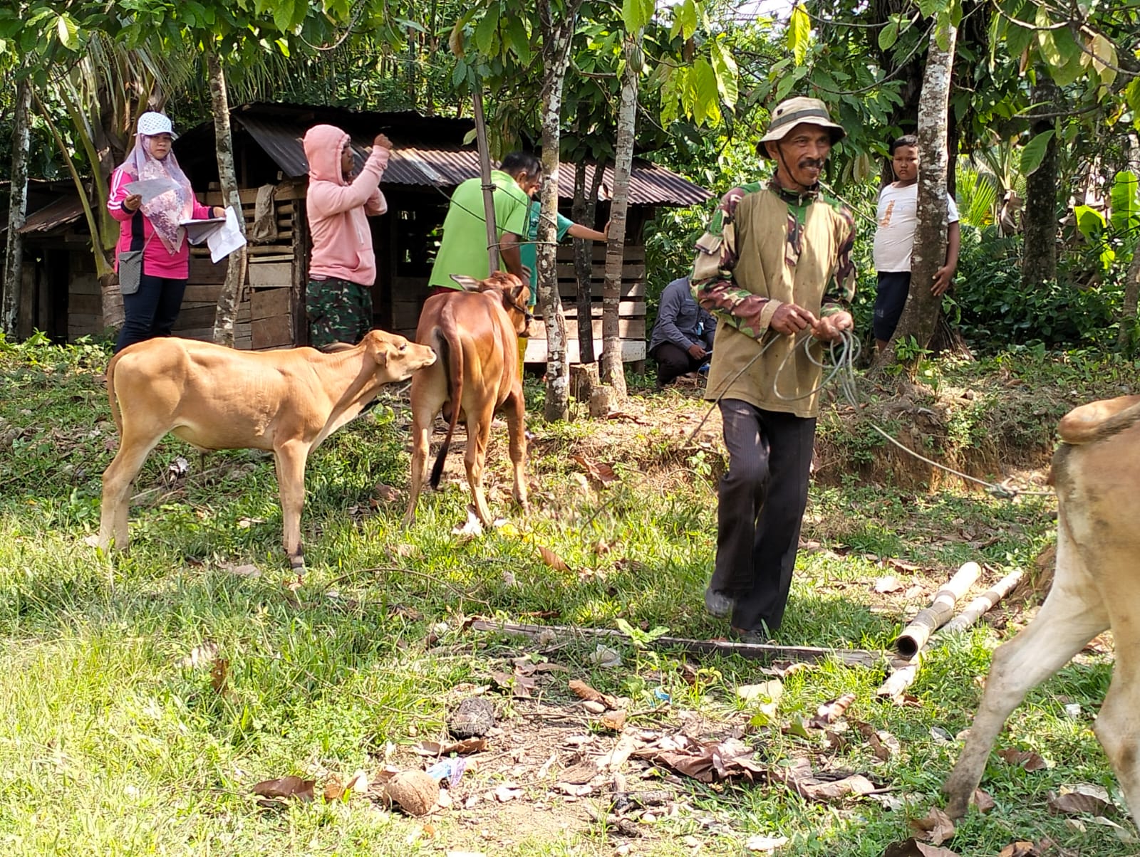 Vaksinasi PMK pada ternak sapi di nagari Pelangai Kecil Kecamatan Ranah Pesisir