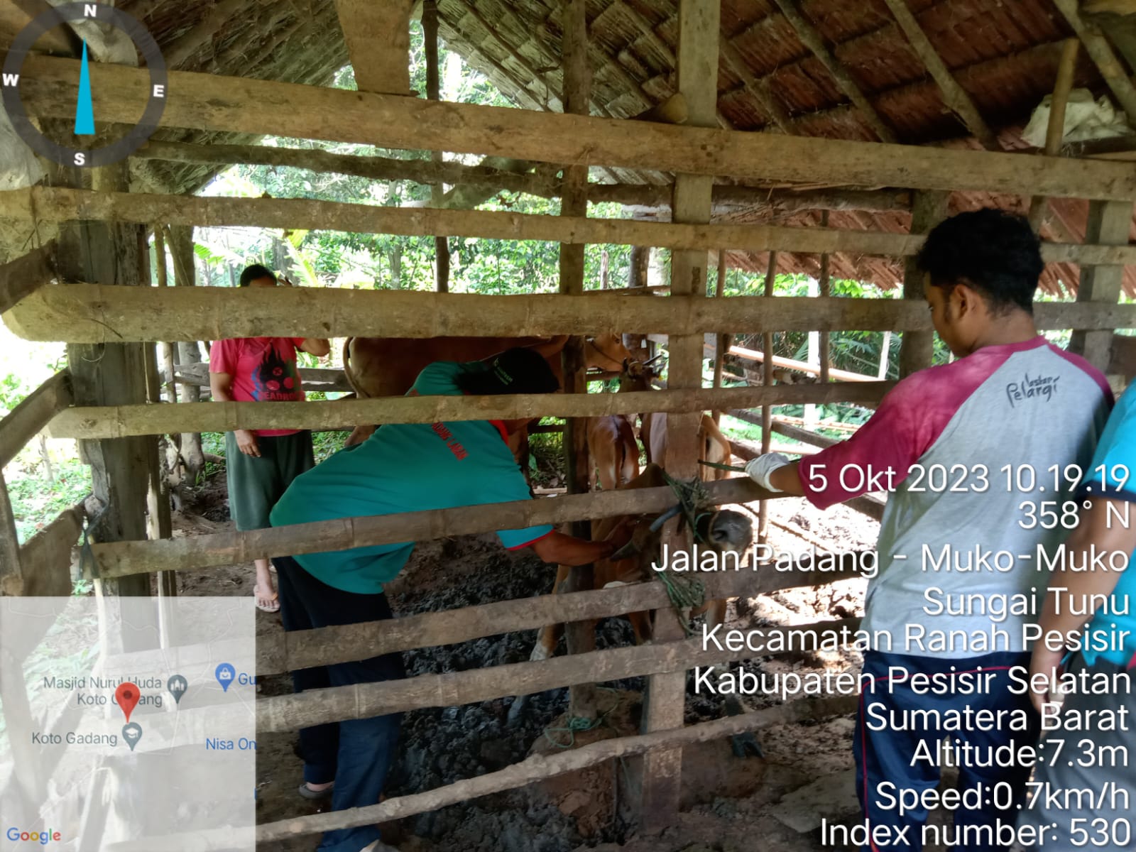 vaksinasi PMK di Nagari Sungai Tunu Utara