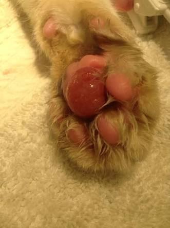 PODODERMATITIS PADA KUCING