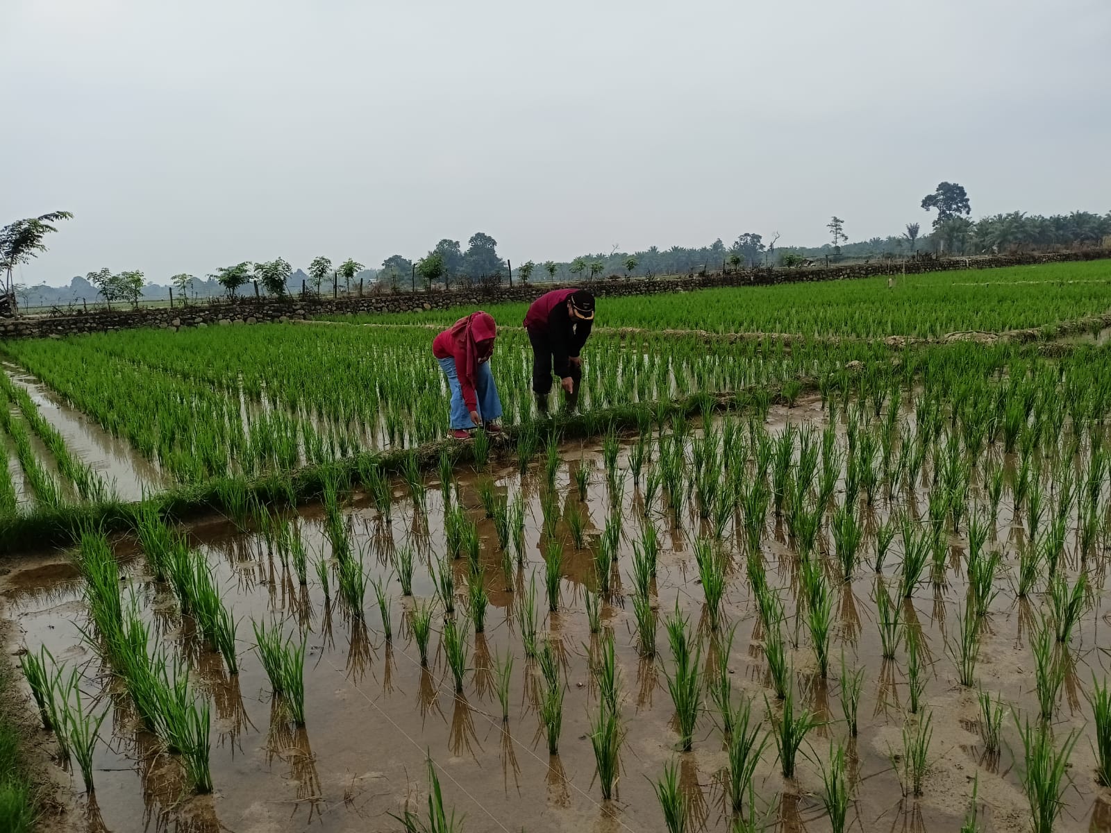 kunjungan ke wkpp kampung tengah poktan pondok baru