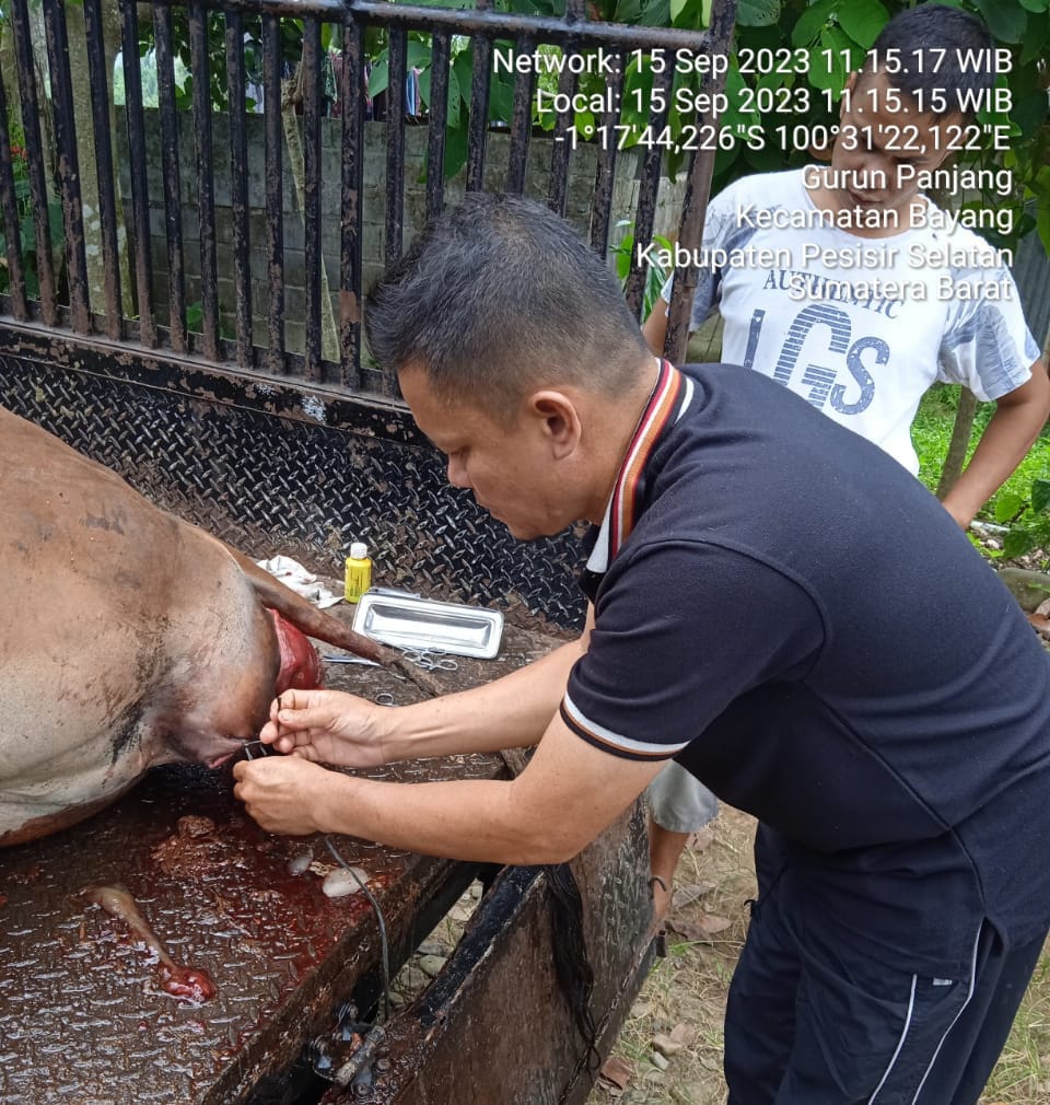 Penanganan kasus Prolaps Rektum/Ani dan Prolaps Vagina pre Partus pada Sapi