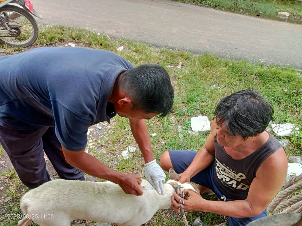 vaksinasi rabies di nagari lagan mudik punggasan