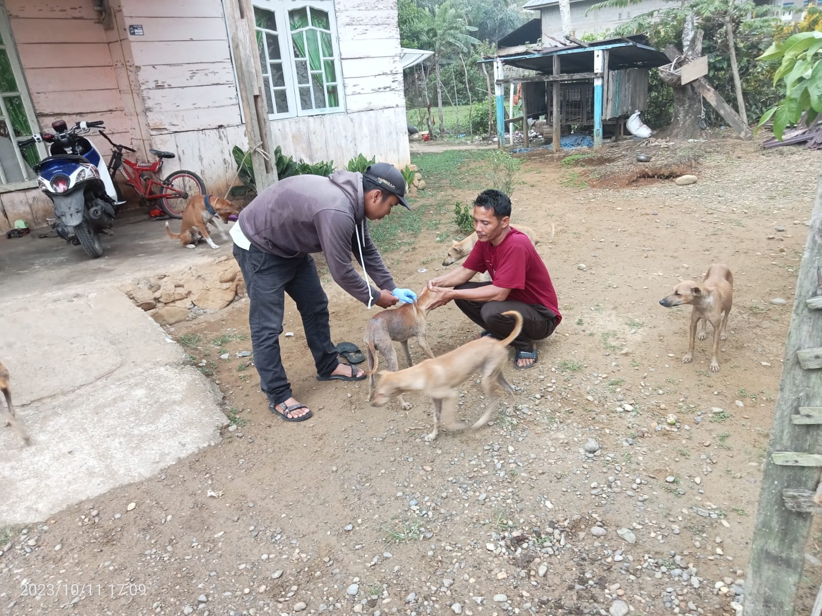 Vaksinasi Rabies di Nagari Muaro Gadang Air Haji