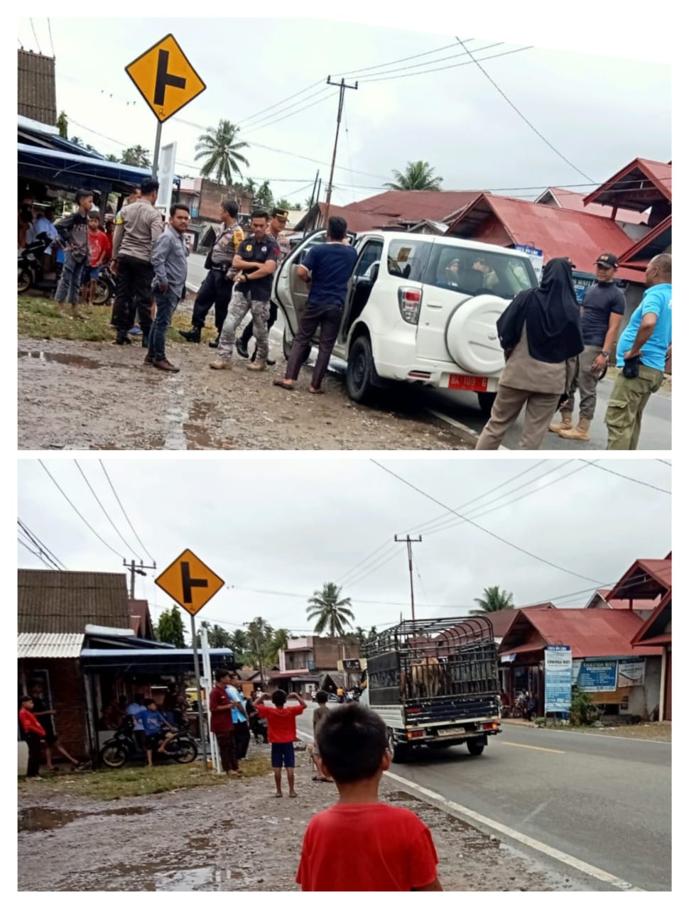 Razia Ternak Sapi Lepas di Kecamatan Linggo Sari Baganti