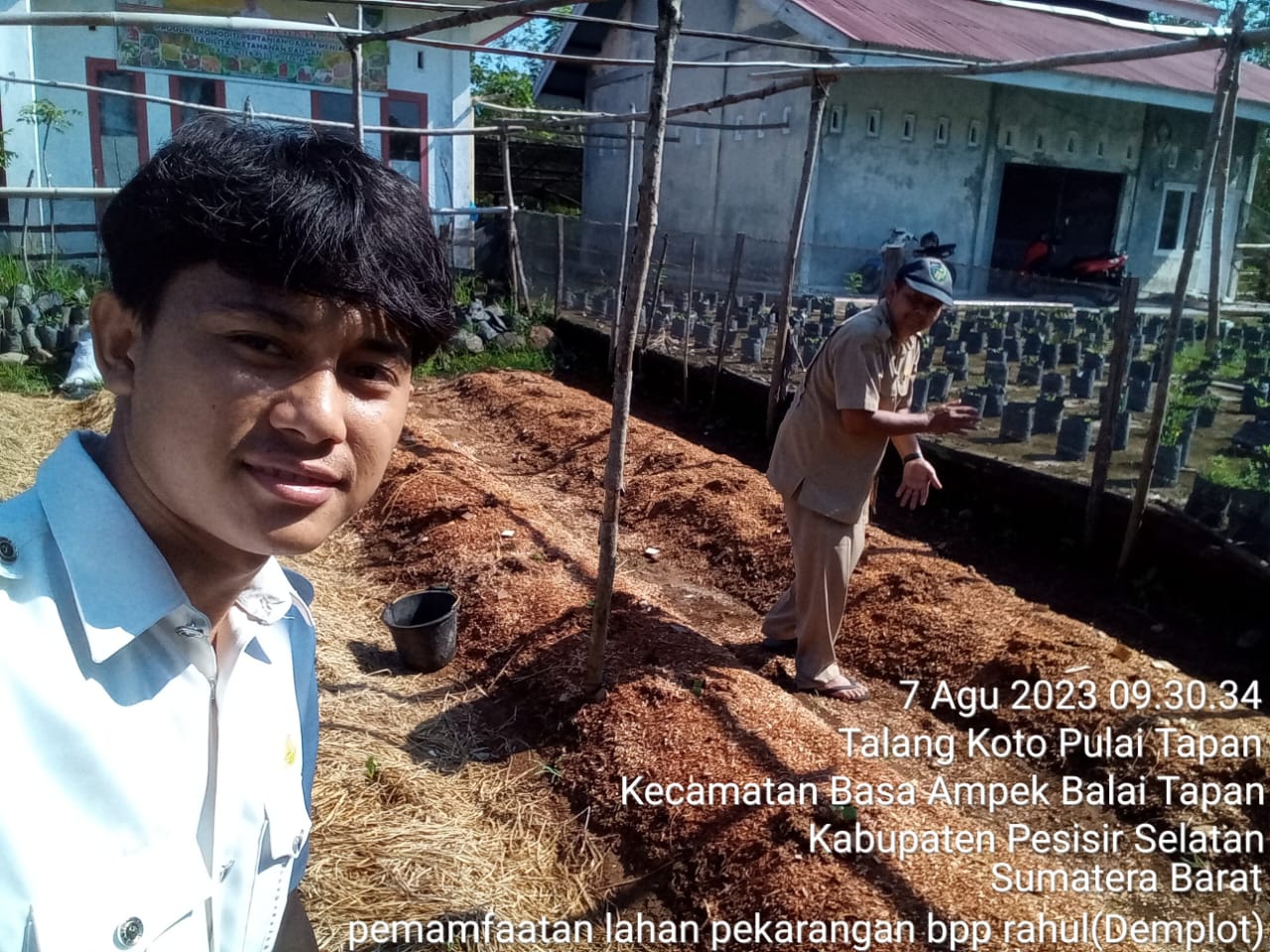 Pemamfaatan lahan pekarangan BPP RAHUL  demplot tanaman dengan memamfaatkan mulsa