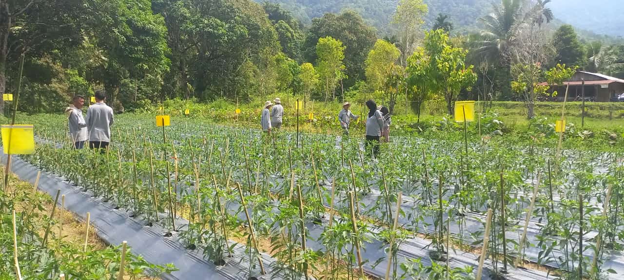 Pemanfaatan Likat Kuning Menjadi Salah Satu Pengendalian OPT Pada Tanaman Cabe