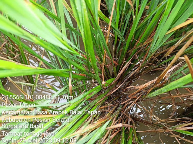 SERANGAN HAMA WERENG BATANG COKLAT (WBC) PADA TANAMAN PADI SAWAH DAPAT MENGGAGALKAN PANEN 