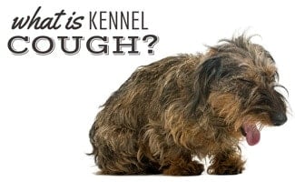 MENGENAL PENYAKIT KENNEL COUGH PADA ANJING